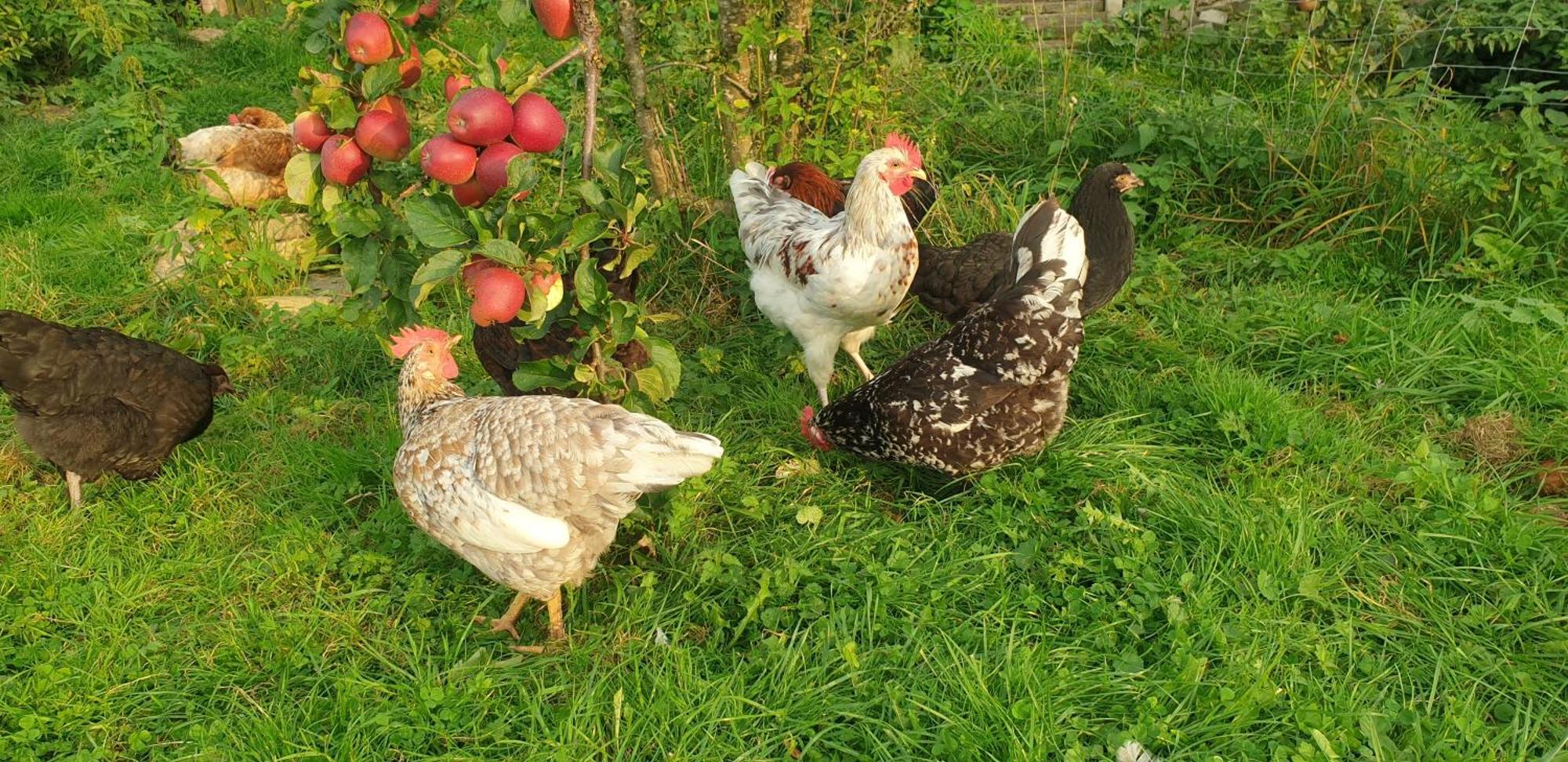 Der Kleine Fuchshof Mit Hund, Pferd Und Huhn Apartment Rathlau ภายนอก รูปภาพ